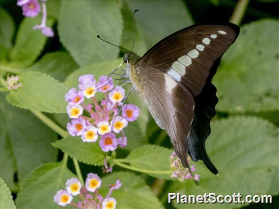 Olive Triangle (Graphium codrus)