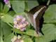 Olive Triangle (Graphium codrus)