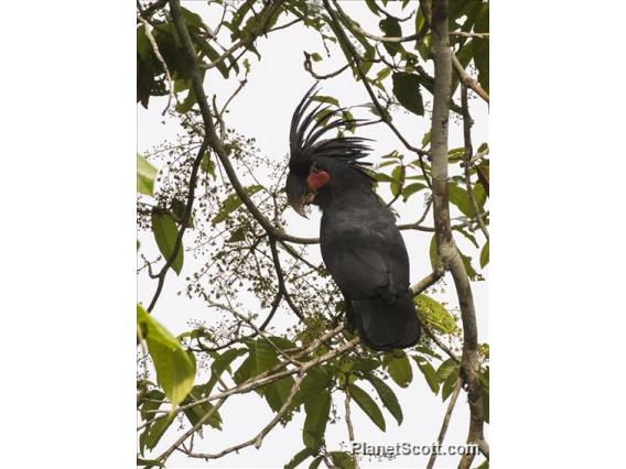 Palm Cockatoo (Probosciger aterrimus)