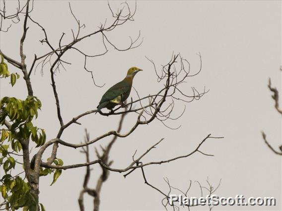 Pink-spotted Fruit-Dove (Ptilinopus perlatus)