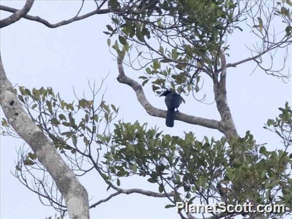 Glossy-mantled Manucode (Manucodia ater)