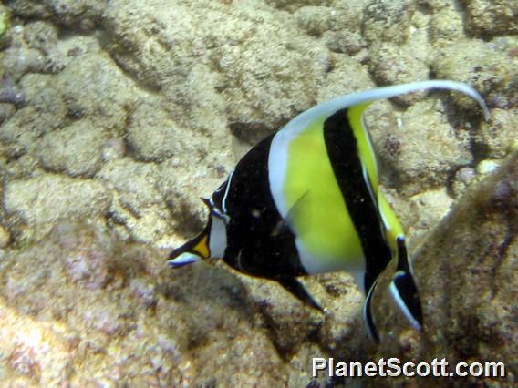 Moorish Idol (Zanclus cornutus)