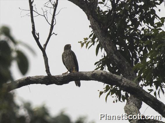 Variable Goshawk (Accipiter hiogaster)