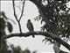 Variable Goshawk (Accipiter hiogaster)