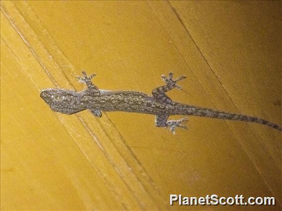 Asian House Gecko (Hemidactylus frenatus)