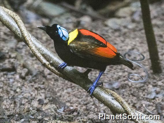 Wilson's Bird-of-Paradise (Diphyllodes respublica)