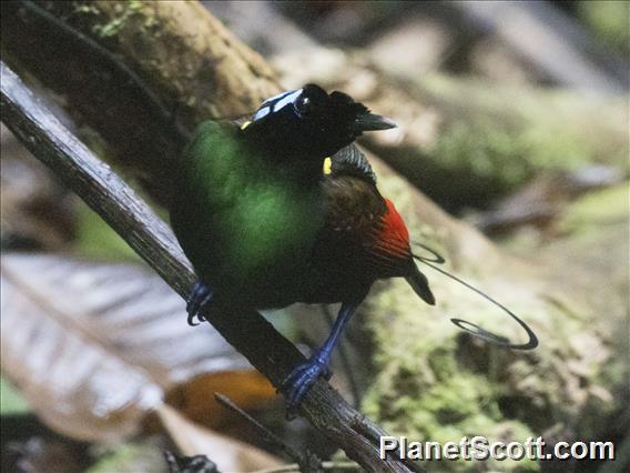 Wilson's Bird-of-Paradise (Diphyllodes respublica)