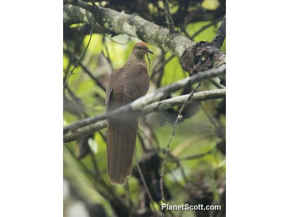 Sultan's Cuckoo-Dove (Macropygia doreya) - Female