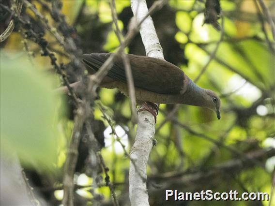 Sultan's Cuckoo-Dove (Macropygia doreya) - Male