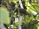 Sultans Cuckoo-Dove (Macropygia doreya) - Male