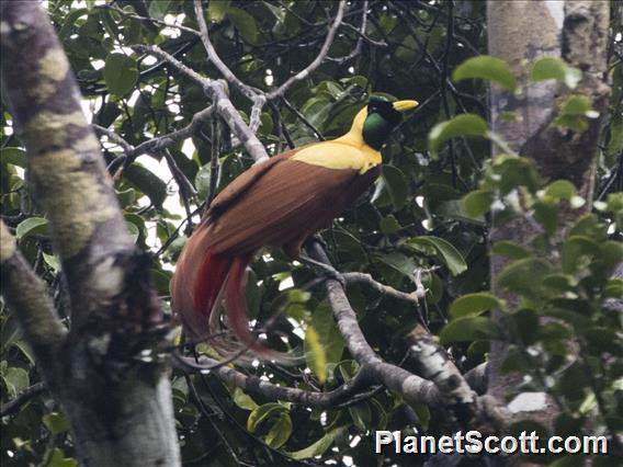 Red Bird-of-paradise (Paradisaea rubra)