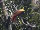 Red Bird-of-paradise (Paradisaea rubra)