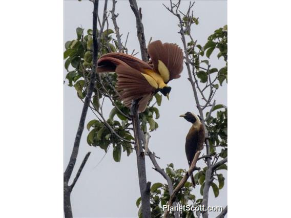 Red Bird-of-paradise (Paradisaea rubra)