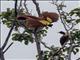 Red Bird-of-paradise (Paradisaea rubra)