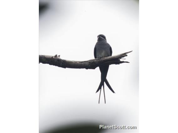 Moustached Treeswift (Hemiprocne mystacea)