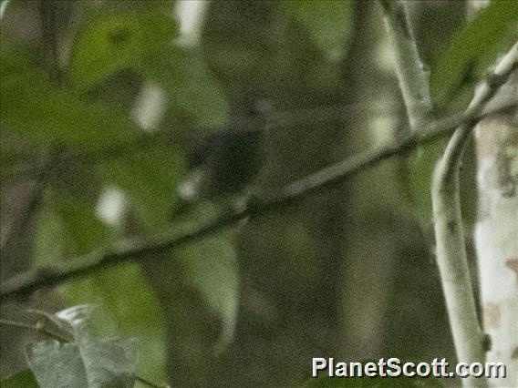 Black Butcherbird (Cracticus quoyi)