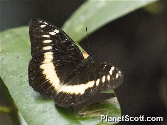 Orange-banded Plane (Lexias aeropa)