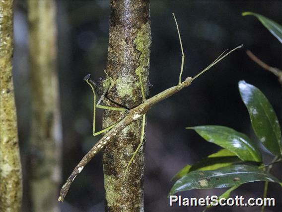 Stick Insect (Anchiale sp)