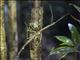 Stick Insect (Anchiale sp)