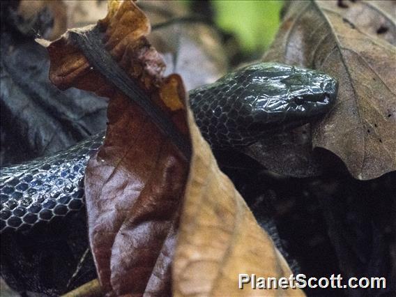 Ikaheka Snake (Micropechis ikaheca)