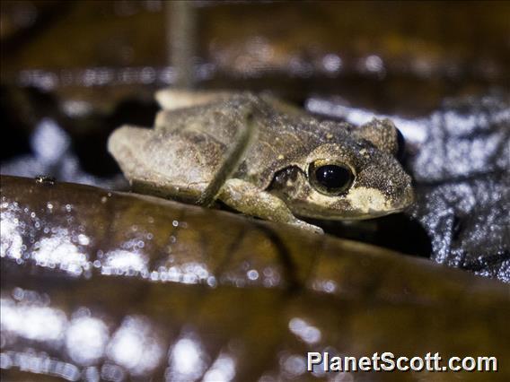 Triangle Frog (Cornufer batantae)