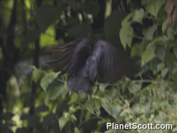 Dusky Megapode (Megapodius freycinet)