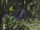 Dusky Megapode (Megapodius freycinet)