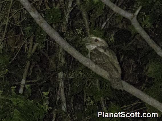 Marbled Frogmouth (Podargus ocellatus)