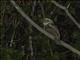 Marbled Frogmouth (Podargus ocellatus)