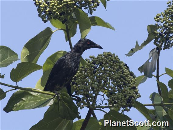 Singing Starling (Aplonis cantoroides)