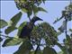 Singing Starling (Aplonis cantoroides)