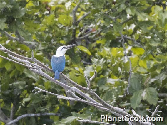 Beach Kingfisher (Todiramphus saurophagus)