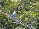 Beach Kingfisher (Todiramphus saurophagus)