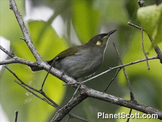 Mimic Honeyeater (Meliphaga analoga)