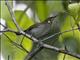 Mimic Honeyeater (Microptilotis analogus)