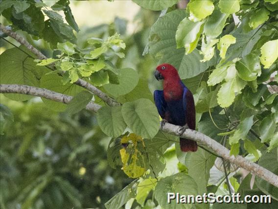 Papuan Eclectus (Eclectus polychloros) - Male