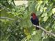 Papuan Eclectus (Eclectus polychloros) - Male