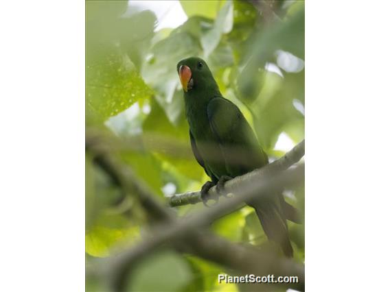 Papuan Eclectus (Eclectus polychloros) - Female