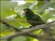 Papuan Eclectus (Eclectus polychloros) - Female