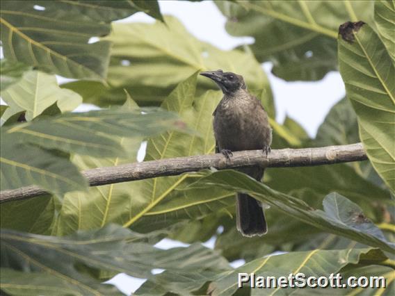 Helmeted Friarbird (Philemon buceroides)