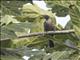 Helmeted Friarbird (Philemon buceroides)