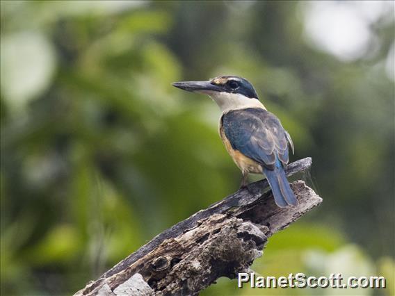 Sacred Kingfisher (Todiramphus sanctus)