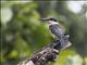 Sacred Kingfisher (Todiramphus sanctus)