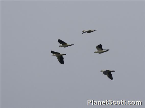 Pied Imperial-Pigeon (Ducula bicolor)