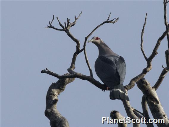 Pinon Imperial-Pigeon (Ducula pinon)