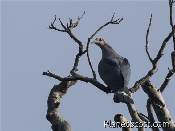Pinon's Imperial-Pigeon (Ducula pinon)