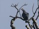 Pinon's Imperial-Pigeon (Ducula pinon)