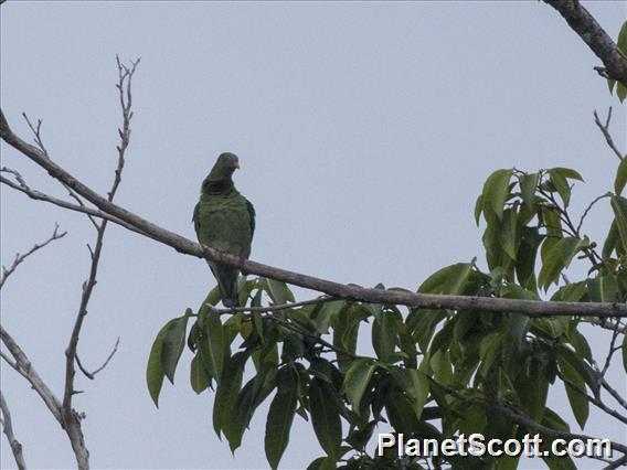 Claret-breasted Fruit-Dove (Ptilinopus viridis)