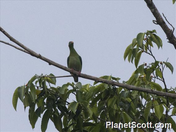 Claret-breasted Fruit-Dove (Ptilinopus viridis) - Female