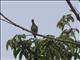 Claret-breasted Fruit-Dove (Ptilinopus viridis) - Female